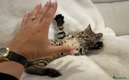 Bengal cats for sale: Bangal Kittens  - Image 11