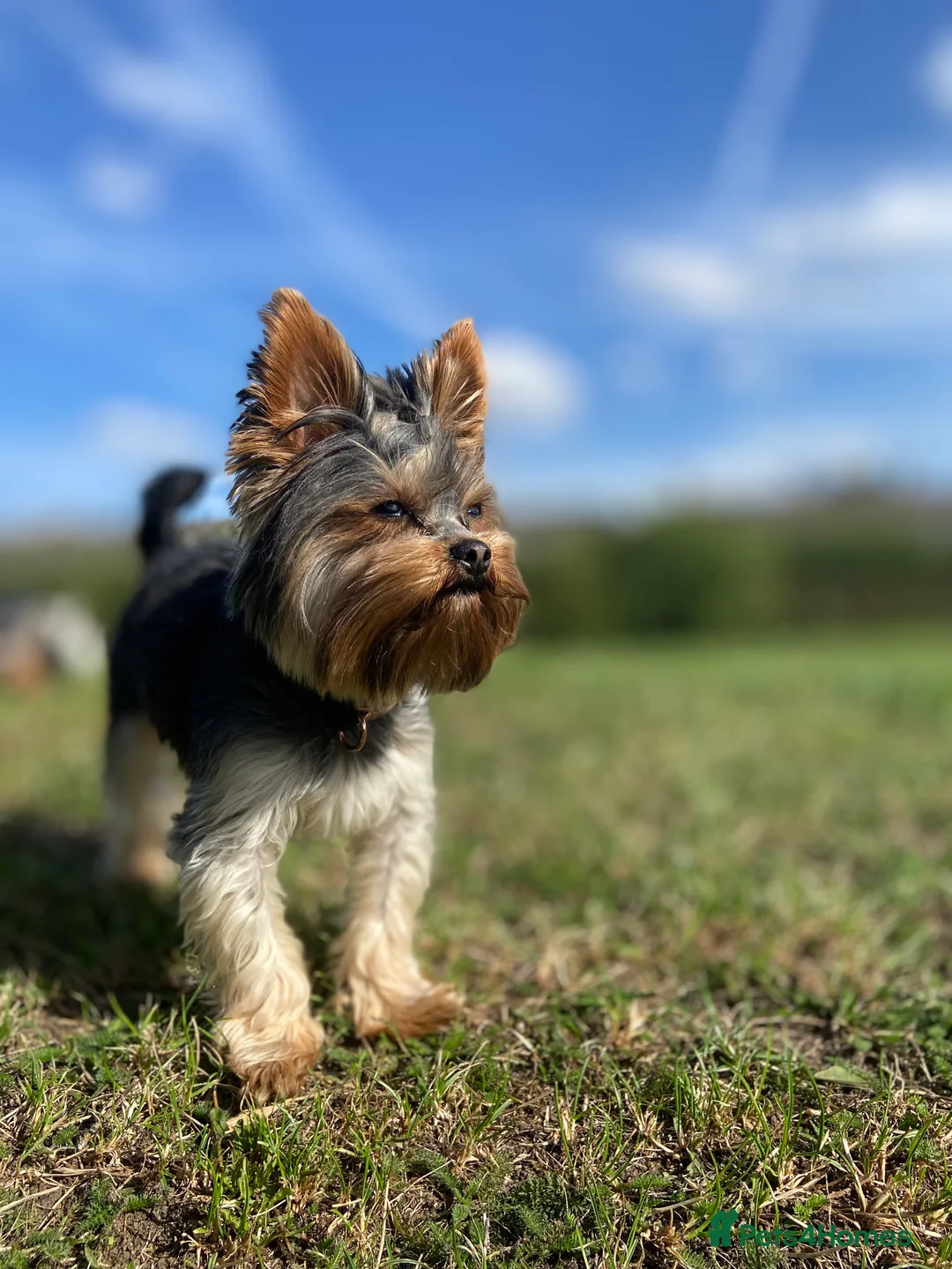 Yorkshire Terrier dogs for stud: Rocky in Hornchurch - Advert 15