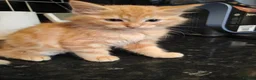 Ragdoll cats for sale: Ragdoll cross kittens long haired stunning litter  in Nottingham - Advert 5