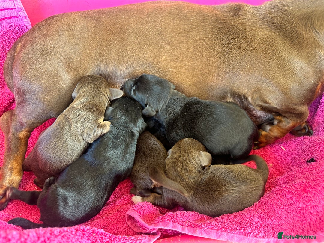Mixed Breed dogs for sale: 🐾 Gorgeous Doxiepoo Puppies – Ready Soon! 🐾 - Image 10