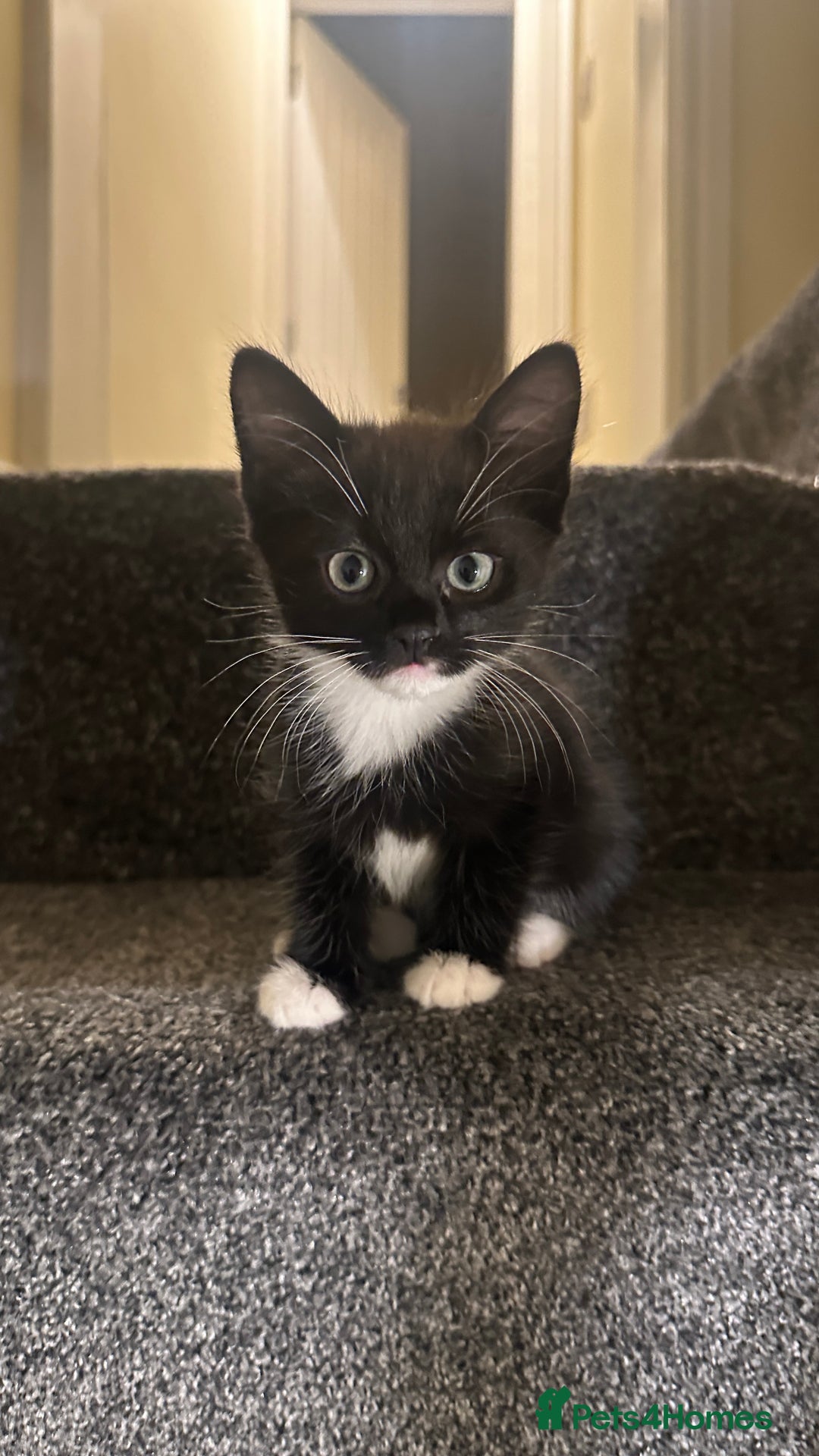 Mixed Breed cats for sale: 9 week old boy kitten - Advert 2