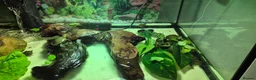 Turtle reptiles for sale: Painted turtles for sale - Advert 12