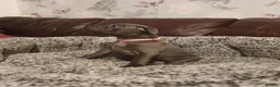 Staffordshire Bull Terrier dogs for sale: Champions blood line Blue Staffordshire Terrier - Advert 7