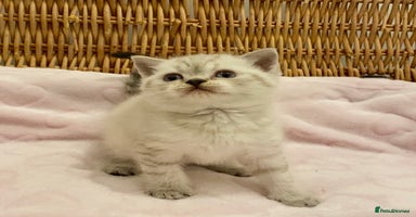 British Shorthair cats - Advert 4