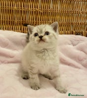 British Shorthair cats - Advert 4