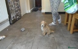 Cavapoo dogs for sale: Quality F1B Cavapoo puppies health tested  - Image 5