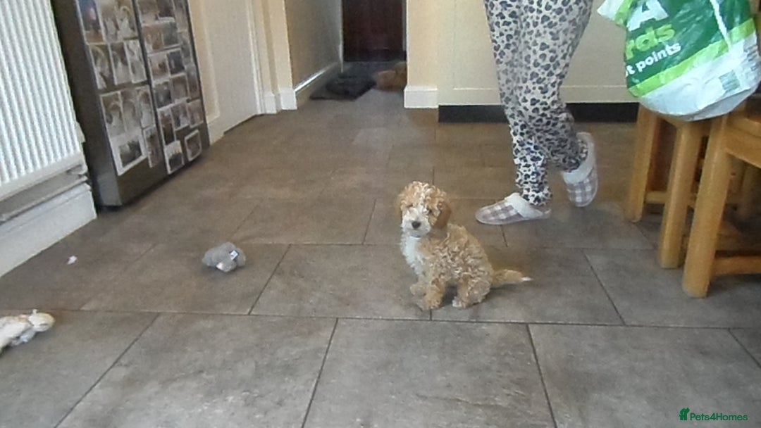 Cavapoo dogs for sale: Quality F1B Cavapoo puppies health tested  - Image 5
