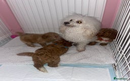 Toy Poodle dogs for sale: Toy poodles  - Image 15