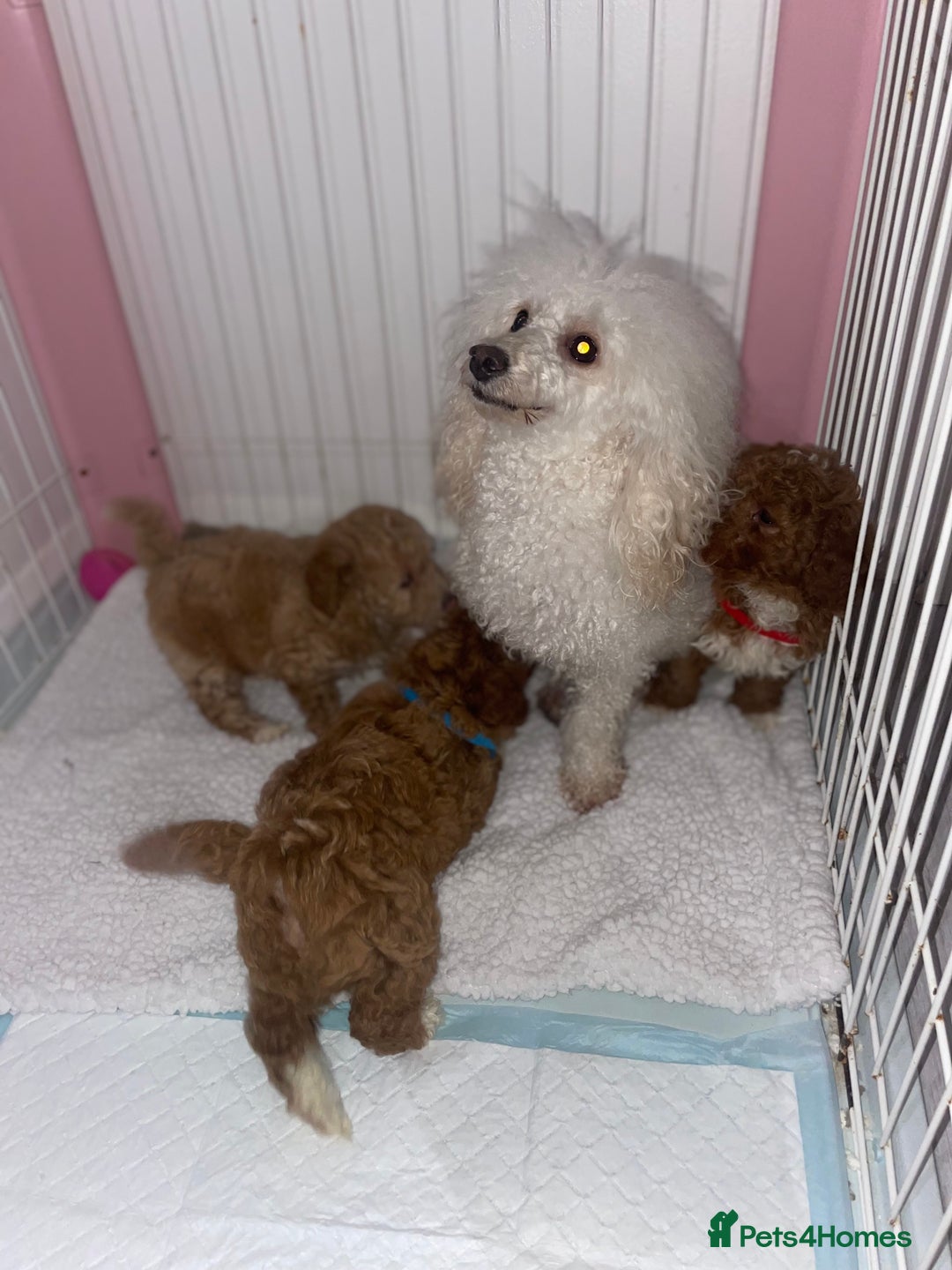 Toy Poodle dogs for sale: Toy poodles  - Image 15