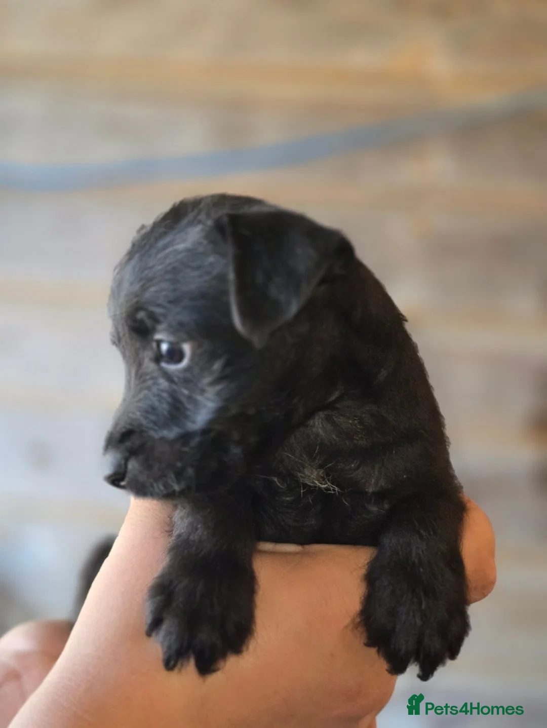 Patterdale Terrier dogs for sale: Patterdale fell terrier puppies  in Redhill - Advert 2
