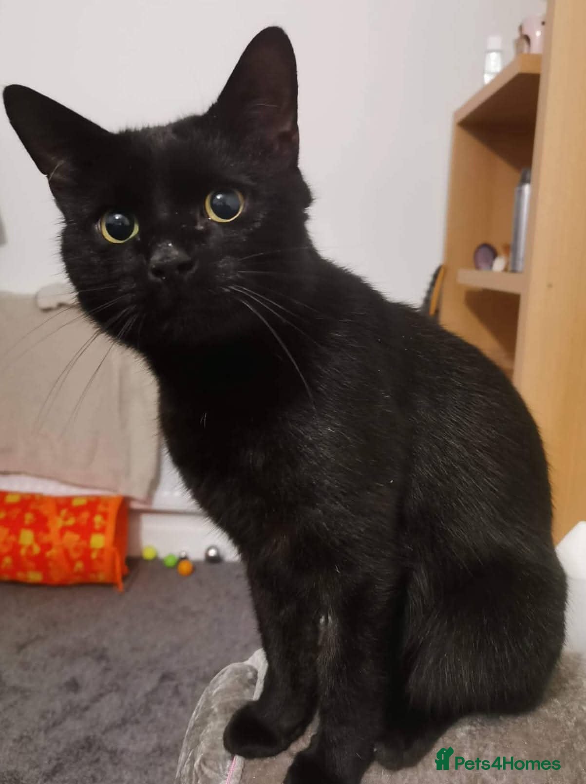 Mixed Breed cats female black cat  - Advert 1