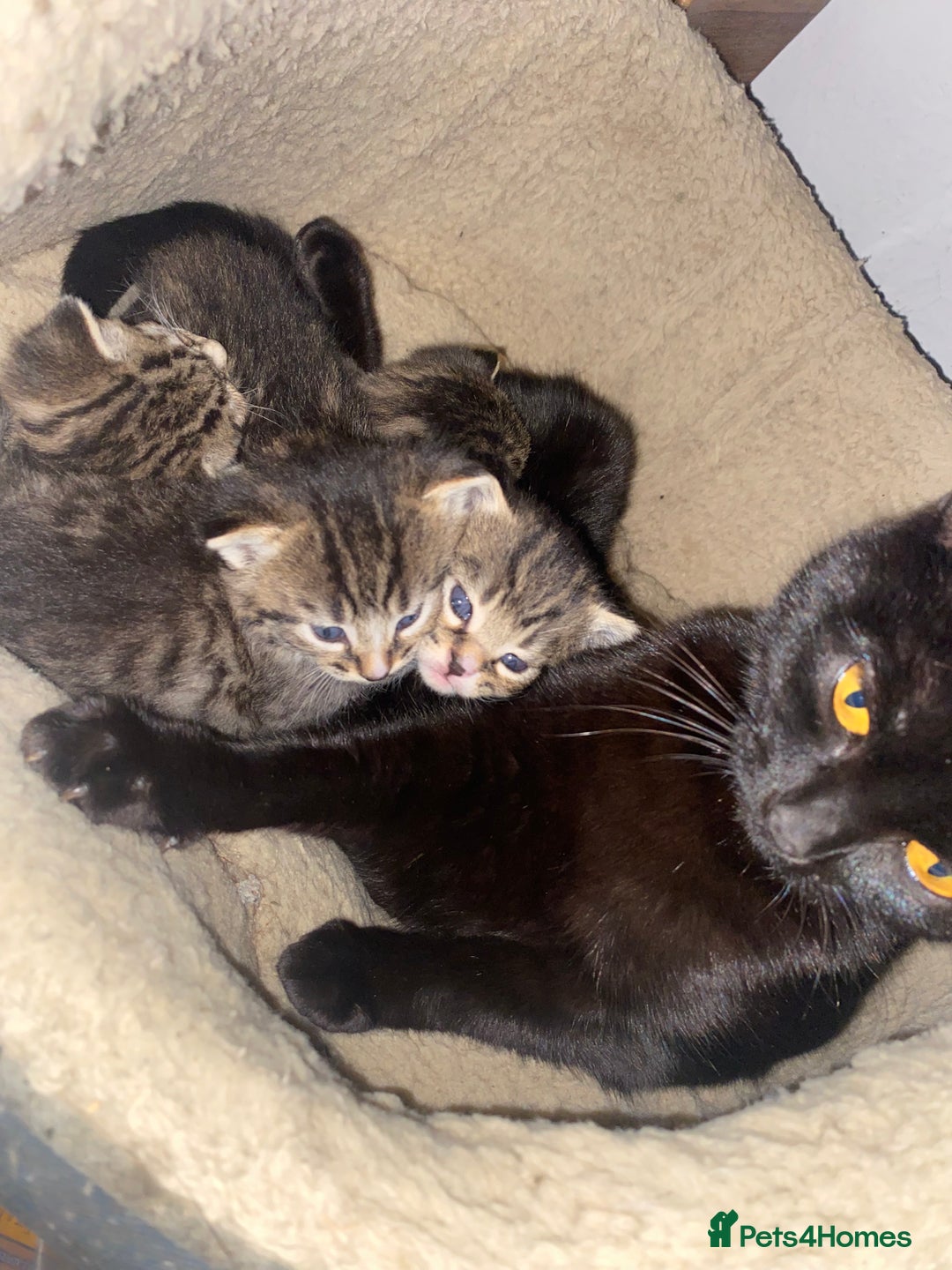 Mixed Breed cats for sale: Kittens for sale  - Advert 4