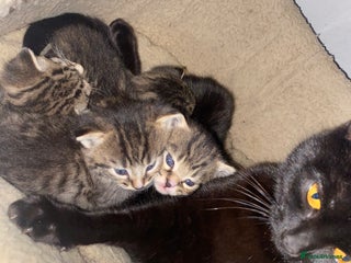 Mixed Breed cats Kittens for sale - Advert 9