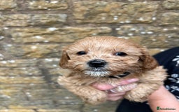 Cavapoo dogs for sale: Cavapoos puppies  - Image 20