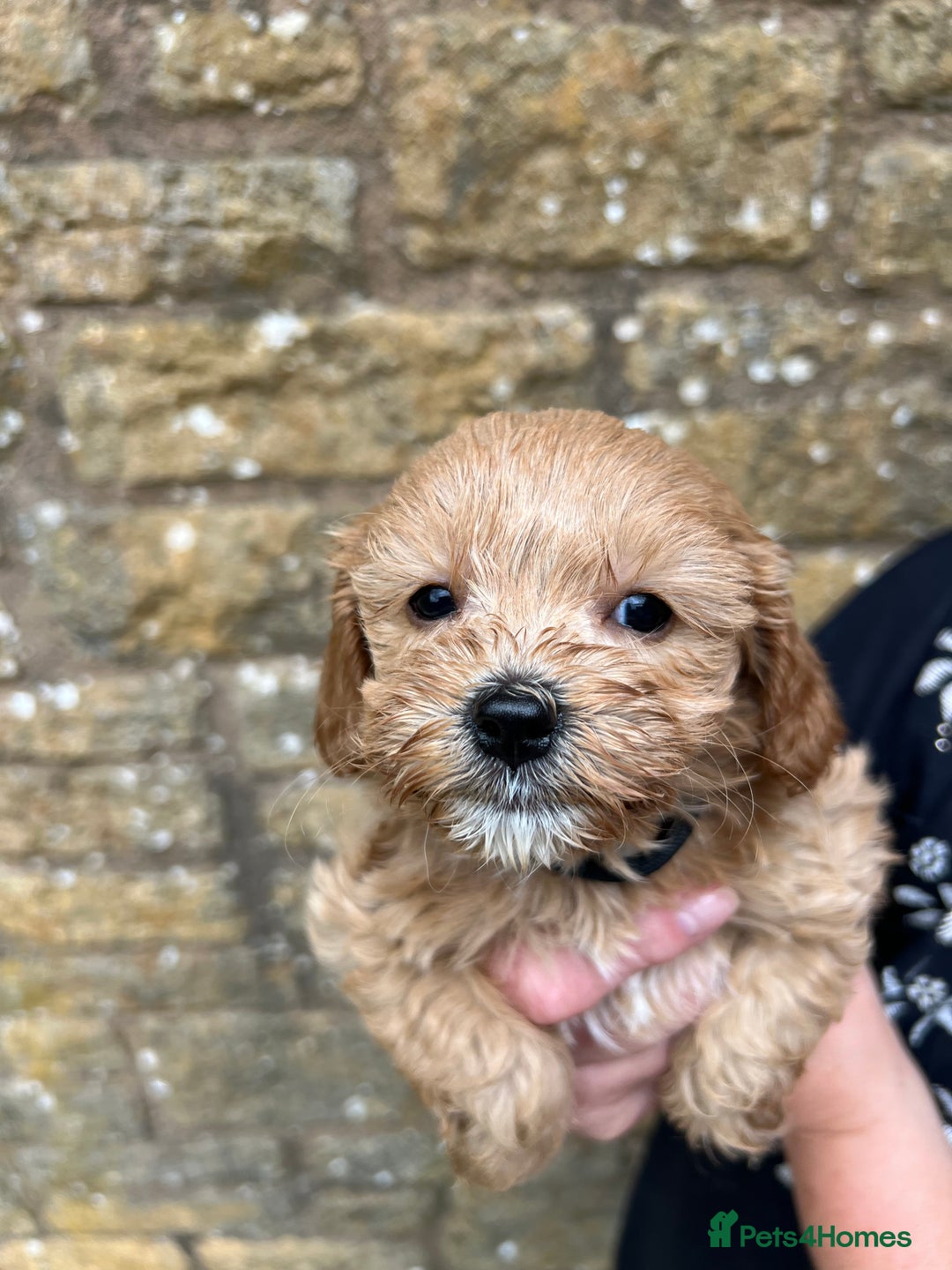 Cavapoo dogs for sale: Cavapoos puppies  - Image 20