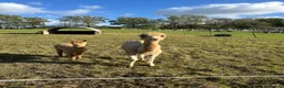 Alpaca livestock for sale: Beautiful female Alpaca female & nursing Cria in Billingshurst - Advert 1