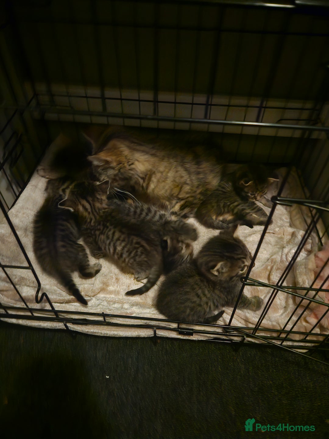 Bengal cats for sale: Kitten - Image 4