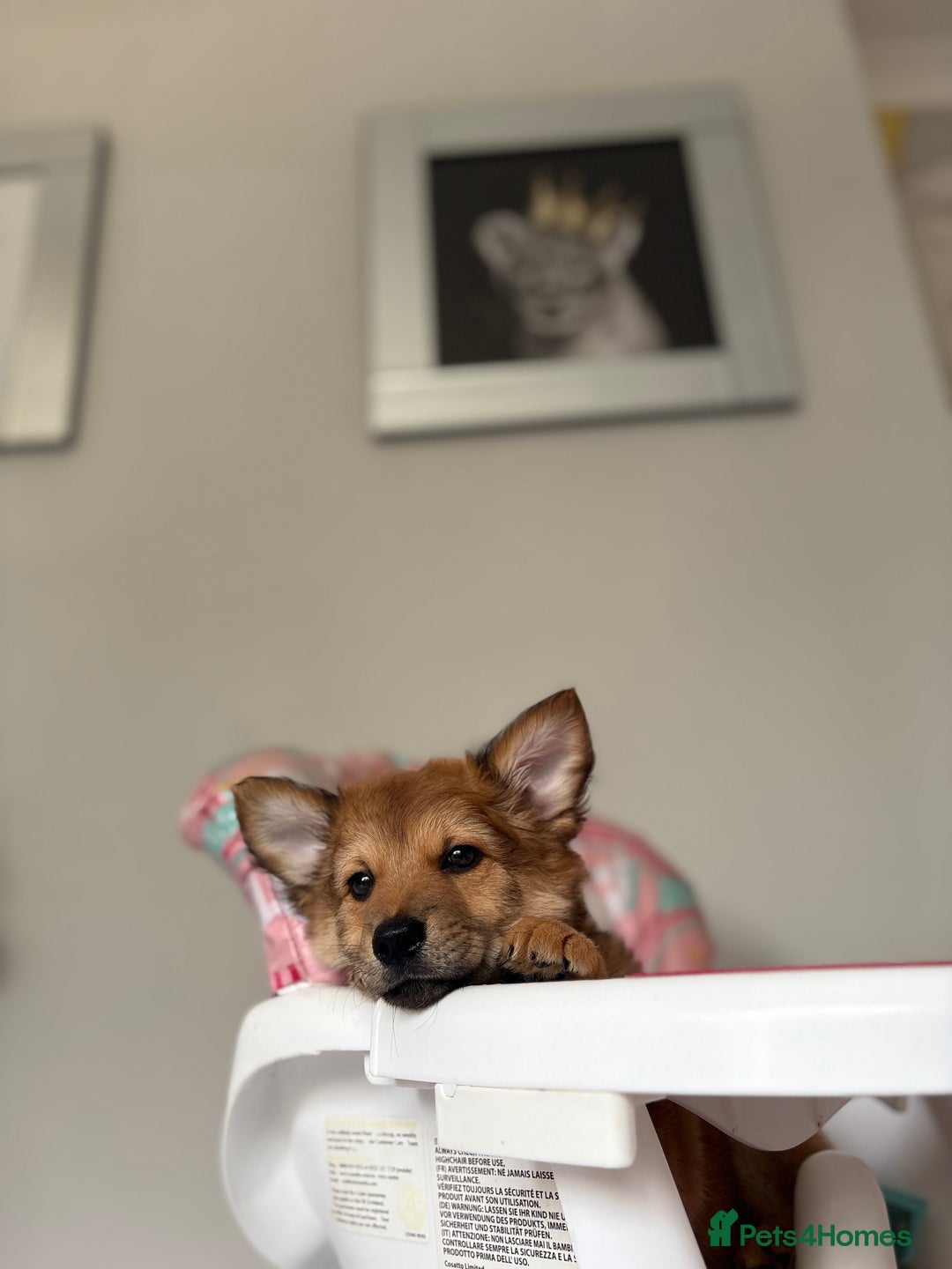 Chihuahua dogs for sale: Chihuahua x Italian volpino (5 puppies left ) 🏆 - Image 29