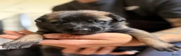 Belgian Shepherd Dog dogs for sale: Stunning Belgian Malinois Puppies  - Advert 18