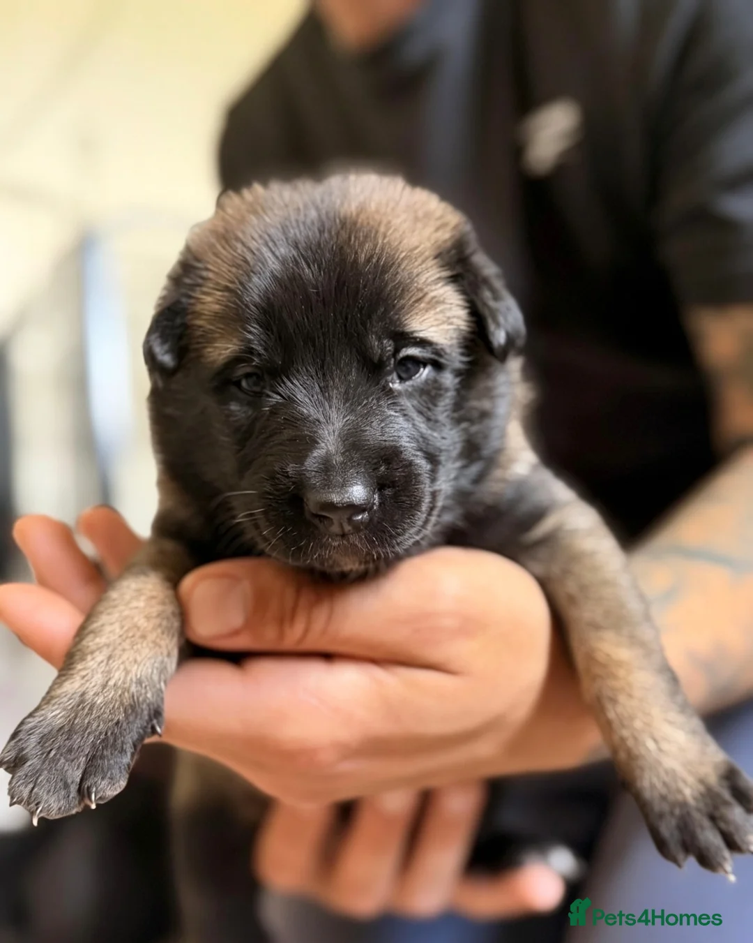 Belgian Shepherd Dog dogs for sale: Stunning Belgian Malinois Puppies  - Advert 18