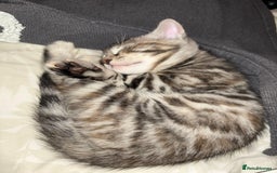 Bengal cats for sale: Half Bengal Kittens for sale  - Image 6