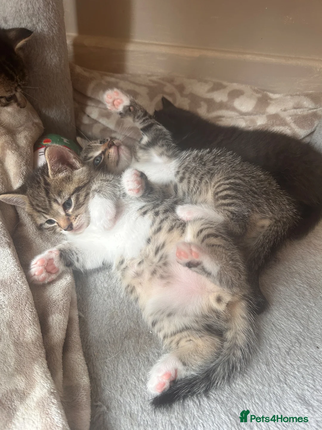 British Shorthair cats for sale: 2x tabby cats available  in Bolton - Advert 1