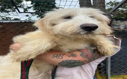 Mixed Breed dogs for adoption: Poppy - Norwich Norfolk  - Image 15