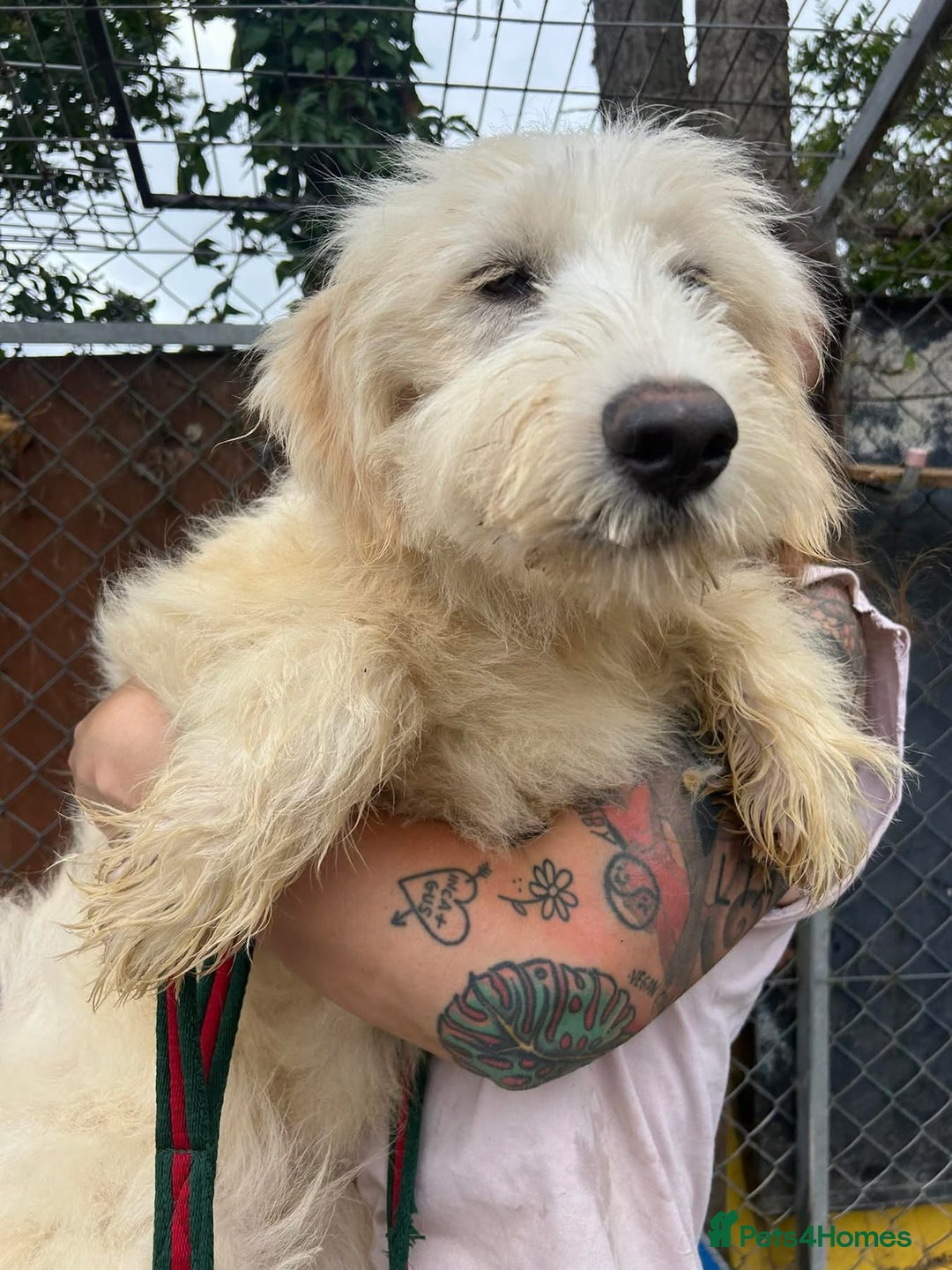 Mixed Breed dogs for adoption: Poppy - Norwich Norfolk  - Image 15