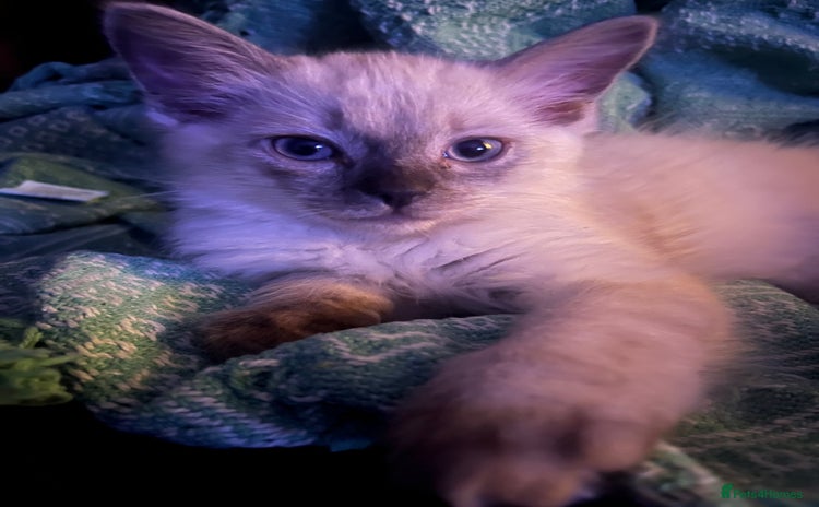 Ragdoll cats - Advert 10