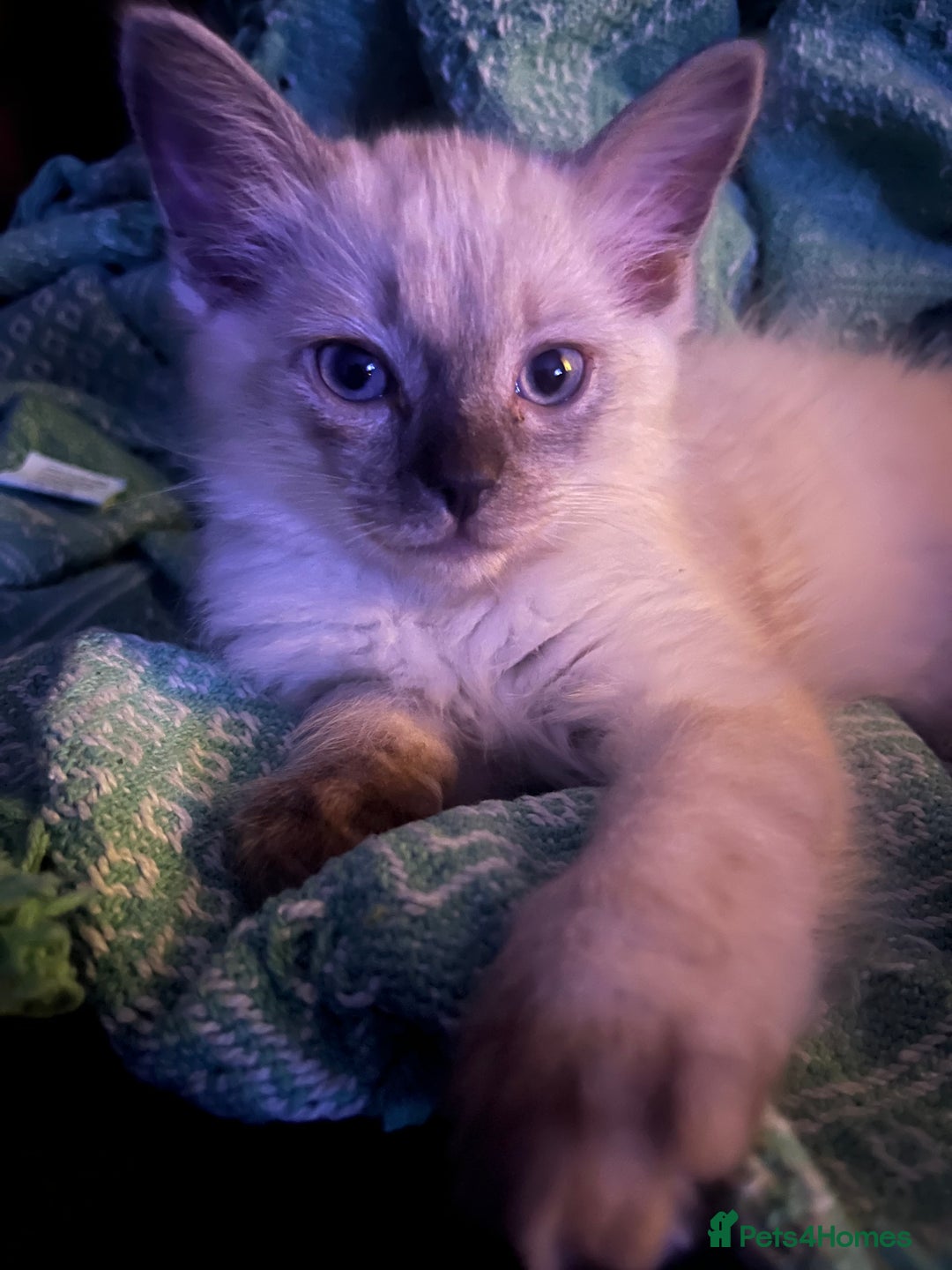 Ragdoll cats for sale: 1 male Ragdoll kitten  - Image 1