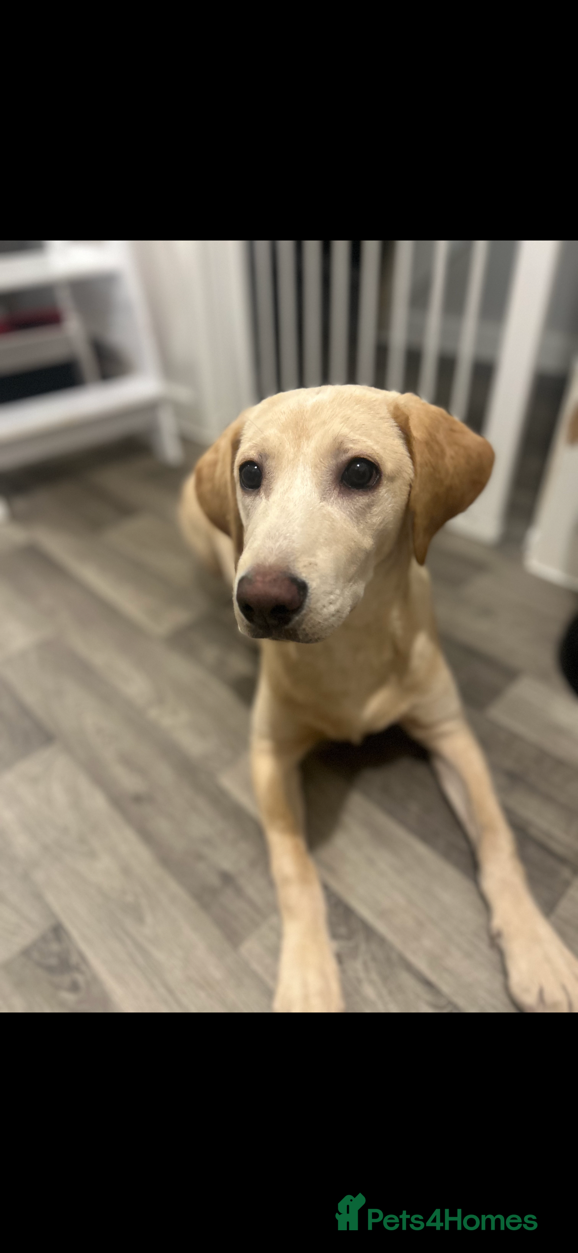 Labrador Retriever dogs Buddy - Advert 1