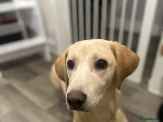 Labrador Retriever dogs Buddy - Advert 1