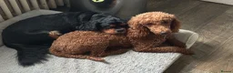 Cavapoo dogs for sale: Home reared female black cavapoo - Advert 3