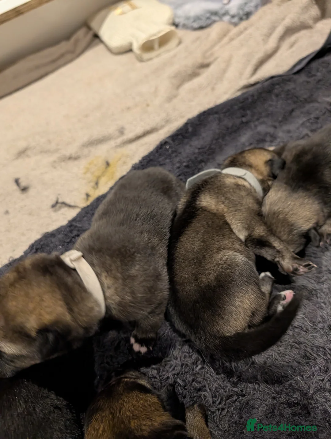 Mixed Breed dogs for sale: Akita x German shepherd chunky puppies - Advert 5