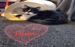 Mixed Breed cats for sale: No deposit, kittens free to good home  - Image 3