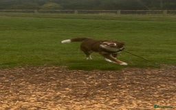 Border Collie dogs for sale: Female border collie  - Image 4
