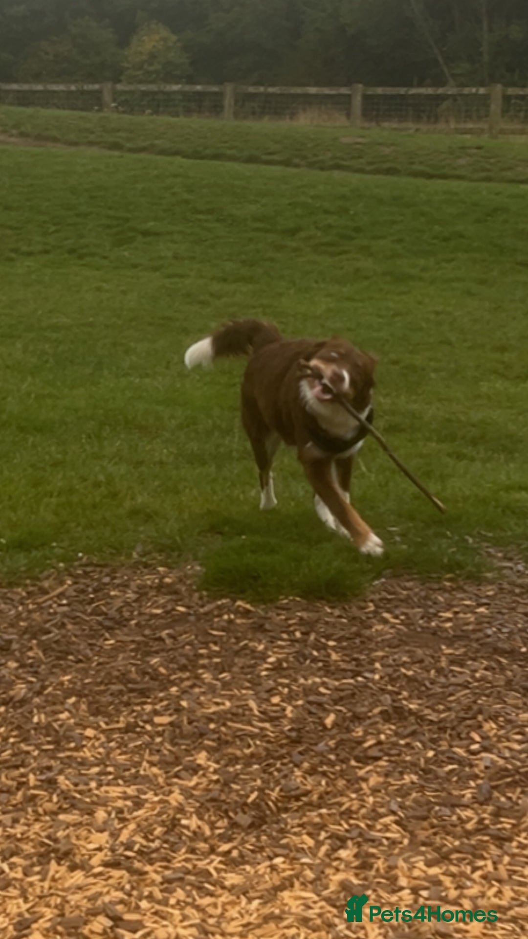 Border Collie dogs for sale: Female border collie  - Image 4