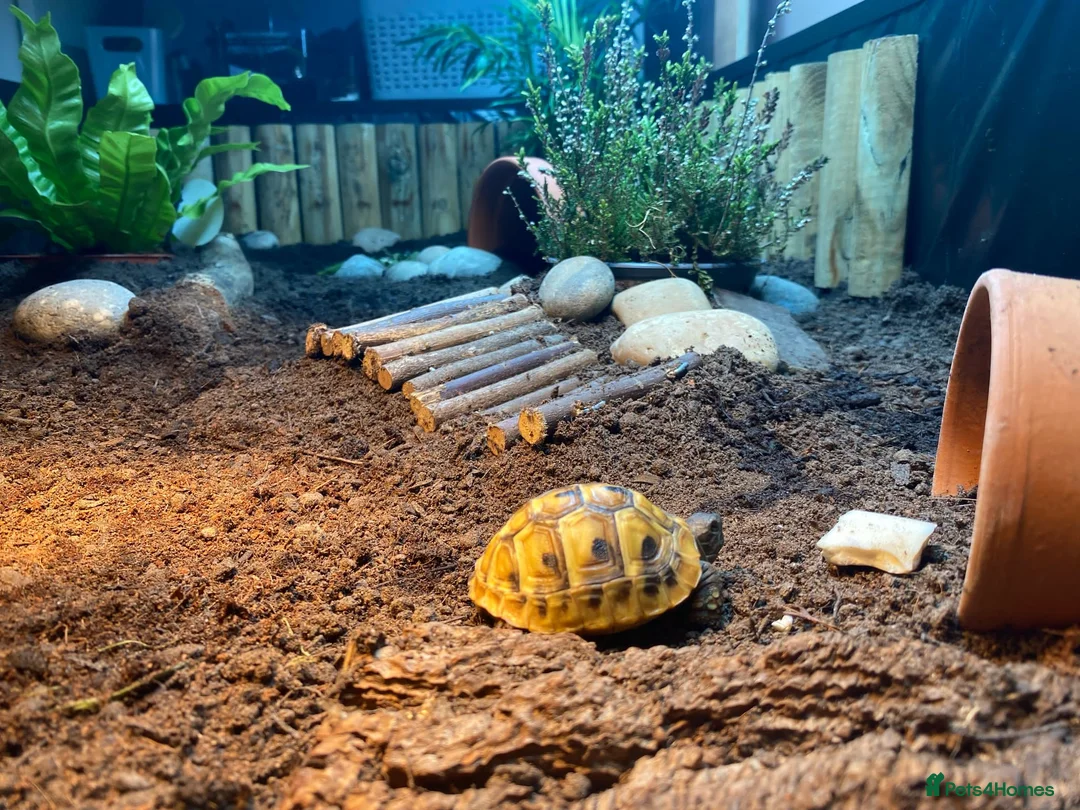 Hermann Tortoise reptiles for sale: Hermann Tortoises  - Advert 4