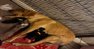 Labrador Retriever dogs - Advert 13