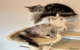 Maine Coon cats for sale: TICA Stunning Maine Coon Kittens - ACTIVE 🩷 - Image 11