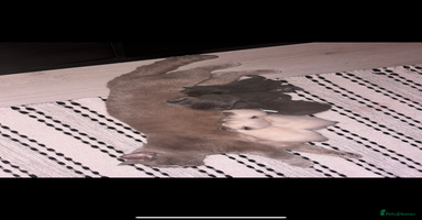 British Shorthair cats - Advert 6
