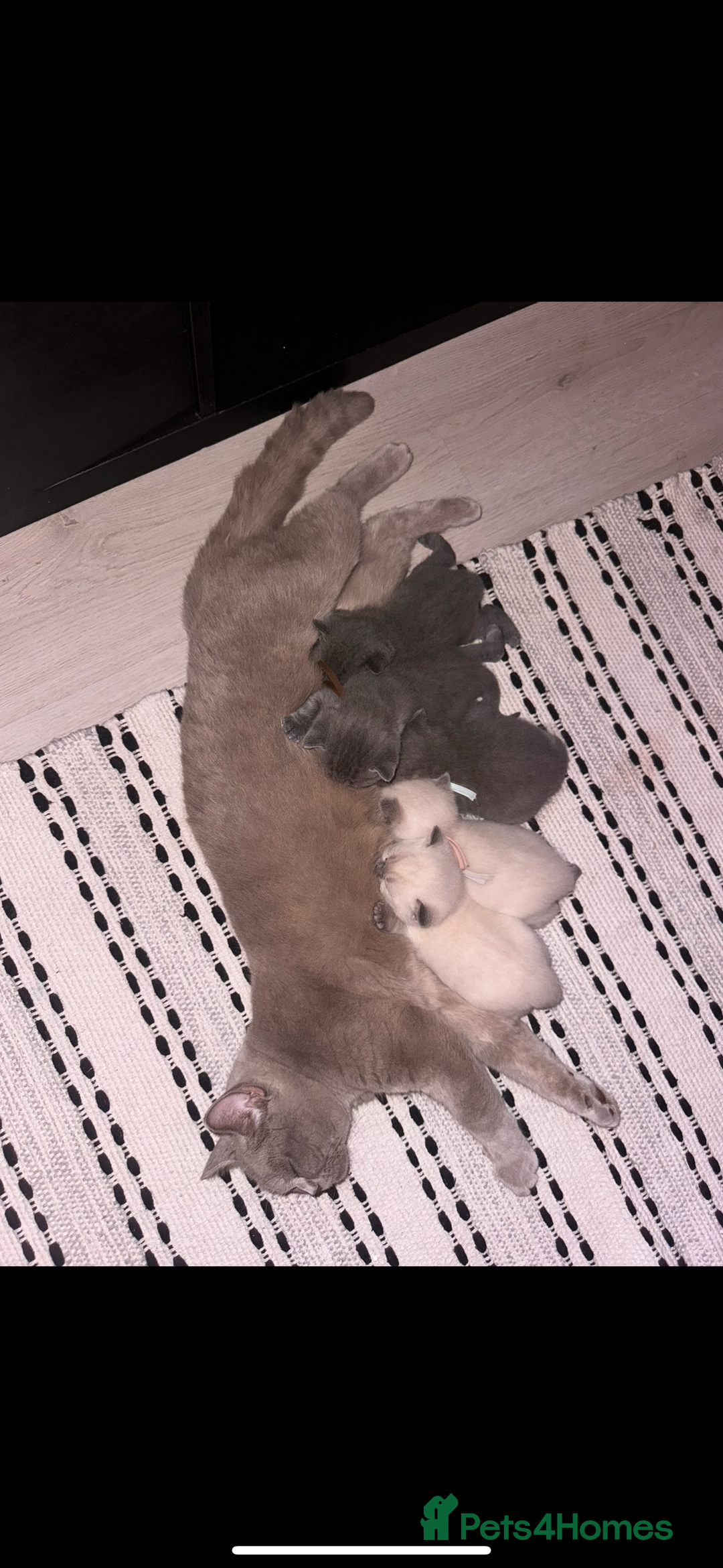 British Shorthair cats for sale: 🌟 Blue British Shorthair kittens🌟 - Image 5