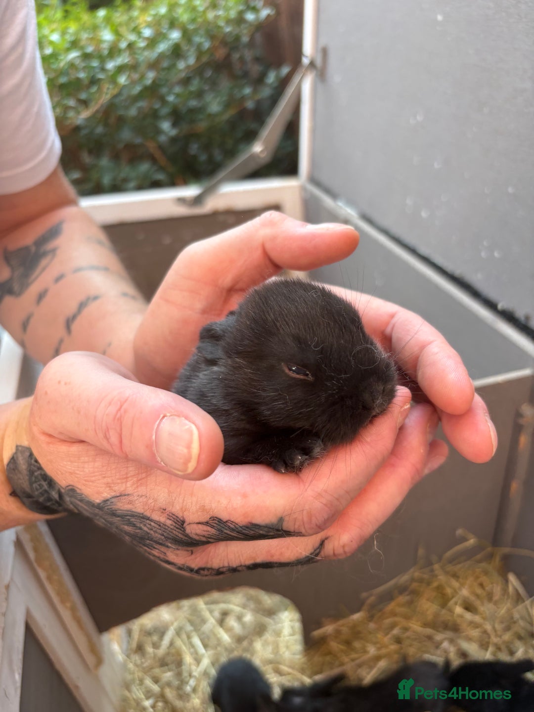 Vienna rabbits for sale: baby bunnies ready early sep - Image 3