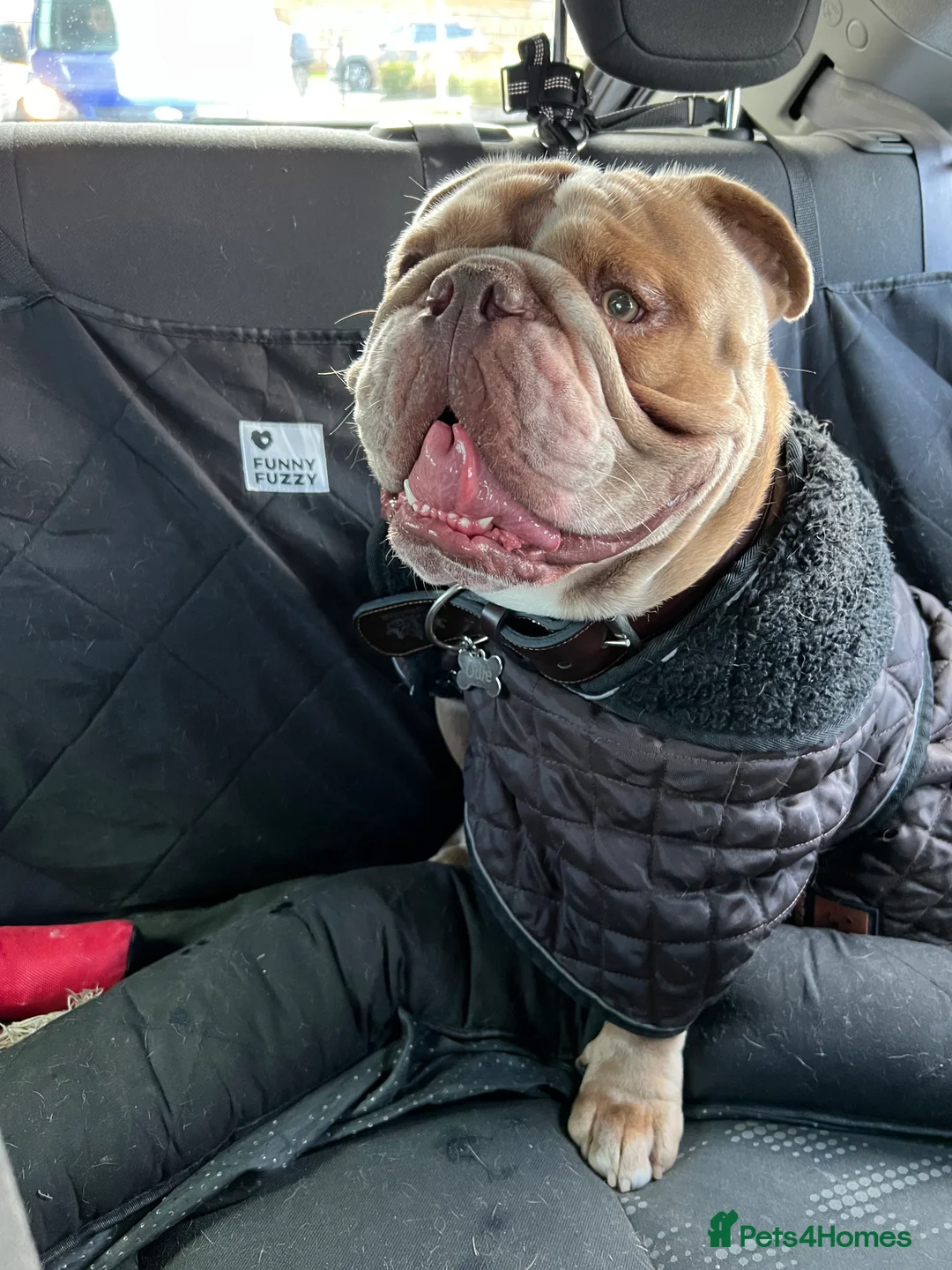 Mixed Breed dogs for sale: Odie - Olde english bulldog  - Advert 11