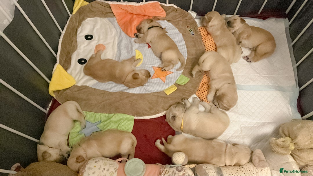 Golden Retriever dogs for sale: [KC Pure Pedigree] Family Raised GR Puppies - Image 2