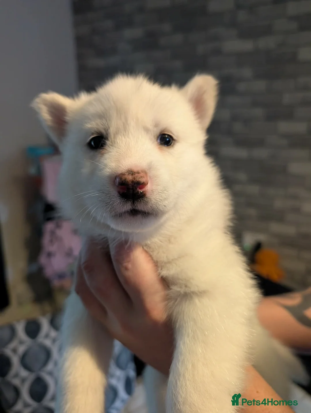 Siberian Husky dogs for sale: ( LAST ONE) pure white siberian huskys  - Advert 2