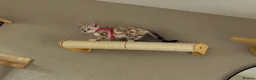 Bengal cats for sale: Beautiful sisters 11 weeks  - Advert 6