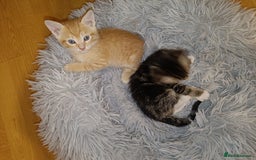 Mixed Breed cats for sale: Calico Mum, Tabby Dad kittens for sale - Image 23