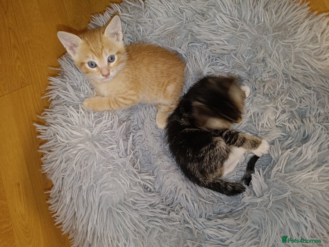 Mixed Breed cats for sale: Calico Mum, Tabby Dad kittens for sale - Image 23
