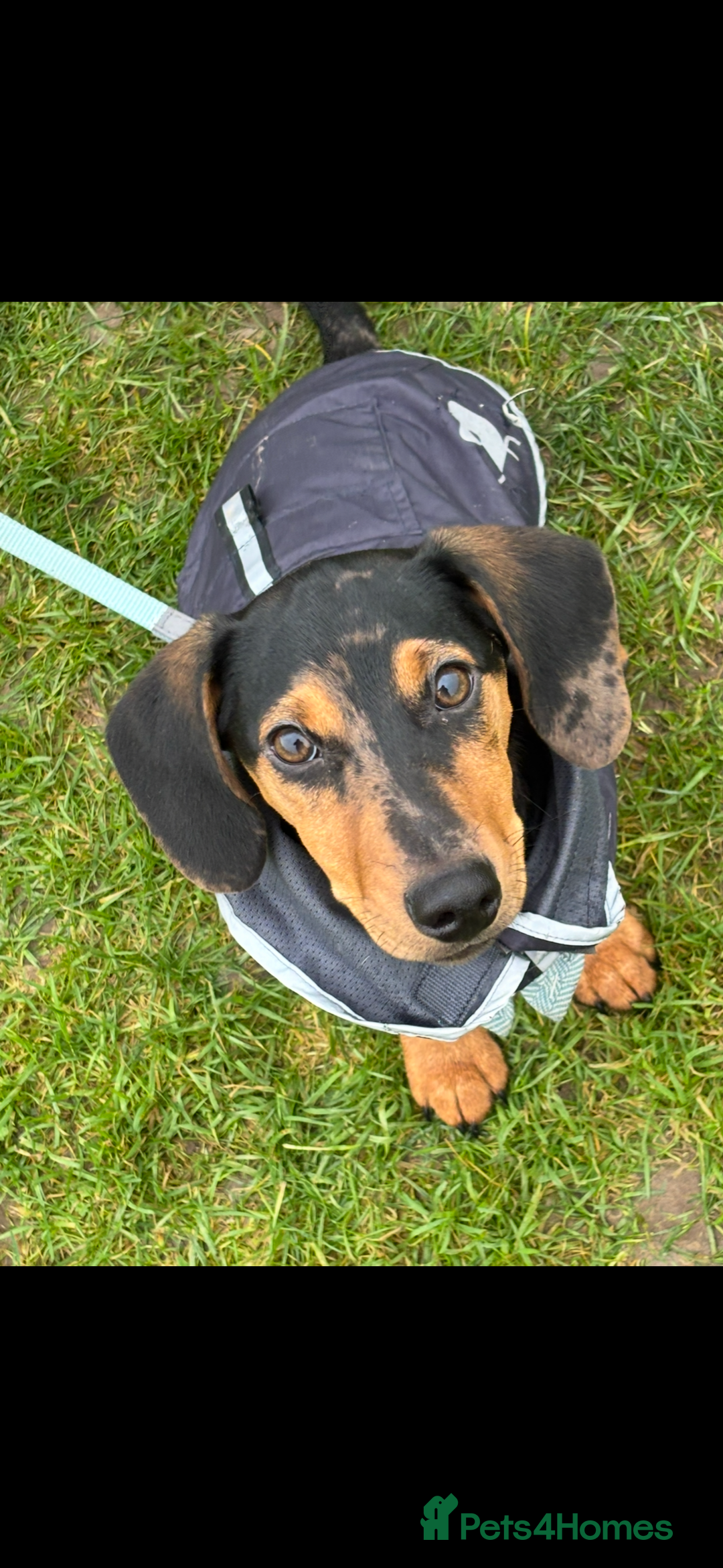 Mixed Breed dogs for sale: Handsome boy  - Advert 6